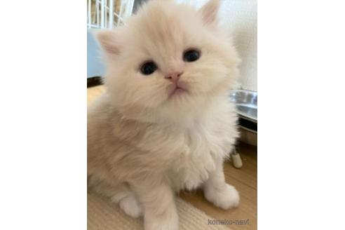 成約済の三重県のスコティッシュフォールド-45478の2枚目